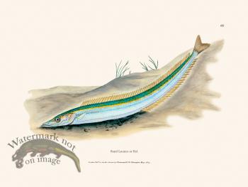 068 Sand Launce or Eel